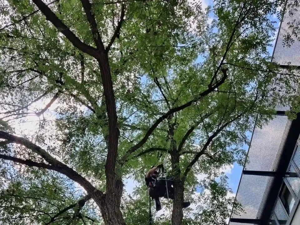 Baumpfleger von Planbaum bei der Pflege eines großen Baumes, dessen Äste nah an einem modernen Nachbarhaus wachsen.