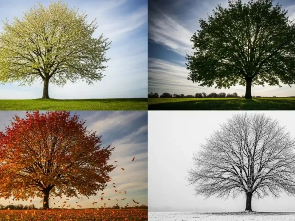 Collage eines großen Laubbaumes in den vier Jahreszeiten: Frühling, Sommer, Herbst und Winter.