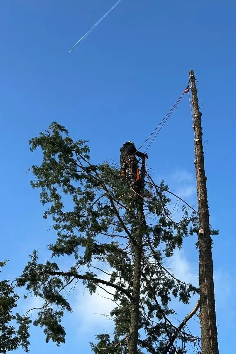 Baumpfleger von Planbaum beim Abtragen eines Baumes in Seilklettertechnik (SKT) hoch über dem Boden.
