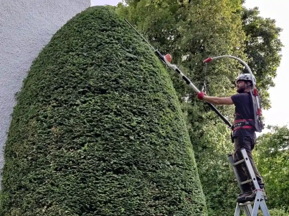 Baumpfleger von Planbaum auf einer Leiter beim präzisen Formschnitt einer sehr hohen Eiben-Säule (Solitärgehölz).