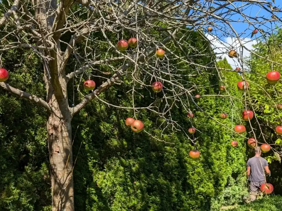 Ein Apfelbaum mit reifen roten Äpfeln in einem Garten in München, dessen Aststruktur einen Obstbaumschnitt andeutet.