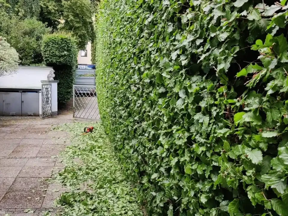 Eine lange, perfekt geschnittene, grüne Hainbuchenhecke in einem Garten, als Beispiel für den professionellen Heckenschnitt von Planbaum.