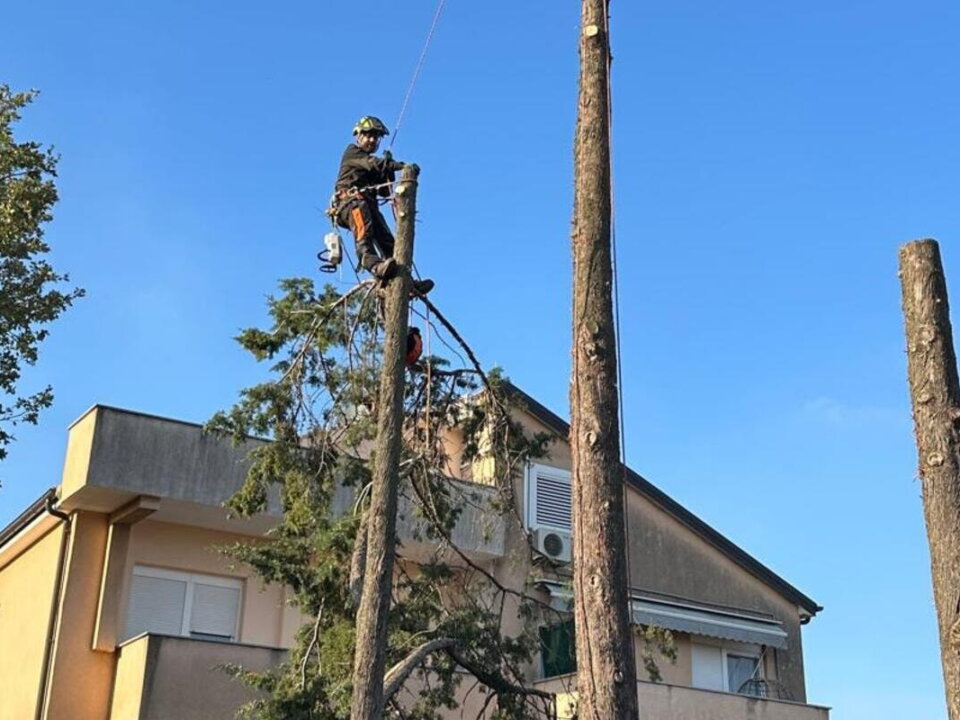 Baumpfleger in Seilklettertechnik (SKT) auf einem hohen Baumstumpf bei einer Problembaumfällung nahe einem Wohnhaus in München.