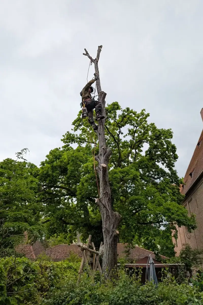 Baumpfleger von Planbaum in Seilklettertechnik (SKT) arbeitet an einem hohen, kahlen Baumstamm in einem Garten in München.