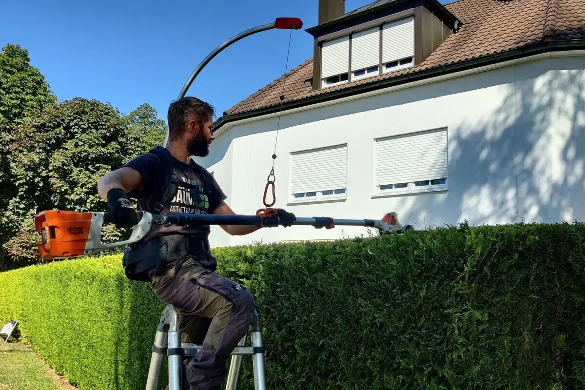 Baumpfleger von Planbaum steht auf einer Leiter und schneidet präzise die Oberkante einer hohen, grünen Hecke in München.
