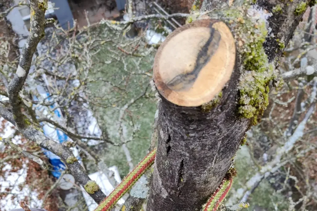 Blick von oben auf die Beine eines Baumpflegers mit Seilkletterausrüstung und eine frische, saubere Schnittstelle an einem Ast.
