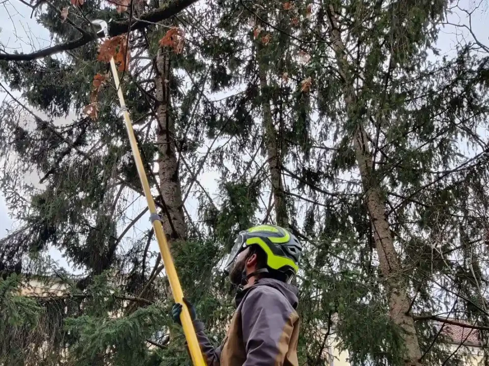 Baumpfleger in Schutzausrüstung (Helm, Visier) entfernt Totholz aus einer Fichte mit einer langen, gelben Teleskopsäge.