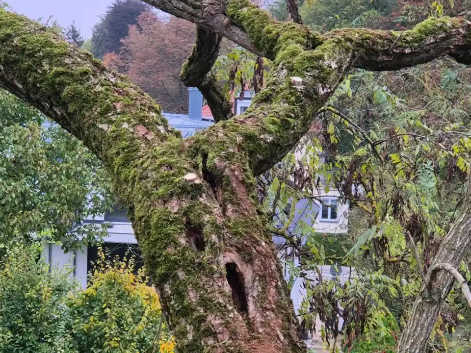 Nahaufnahme eines moosbewachsenen Baumstamms mit sichtbaren Höhlungen und Schäden als Hinweis auf die Verkehrssicherungspflicht.