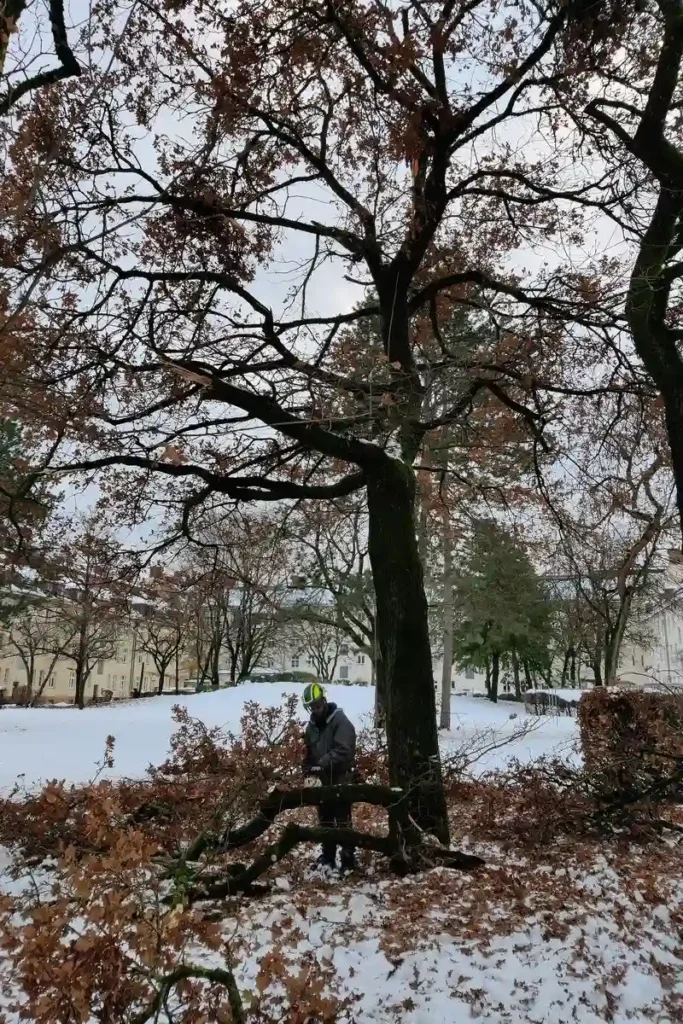 Baumpfleger von Planbaum nutzt eine Teleskopsäge, um Totholz aus einem Baum über einem Gehweg zu entfernen.