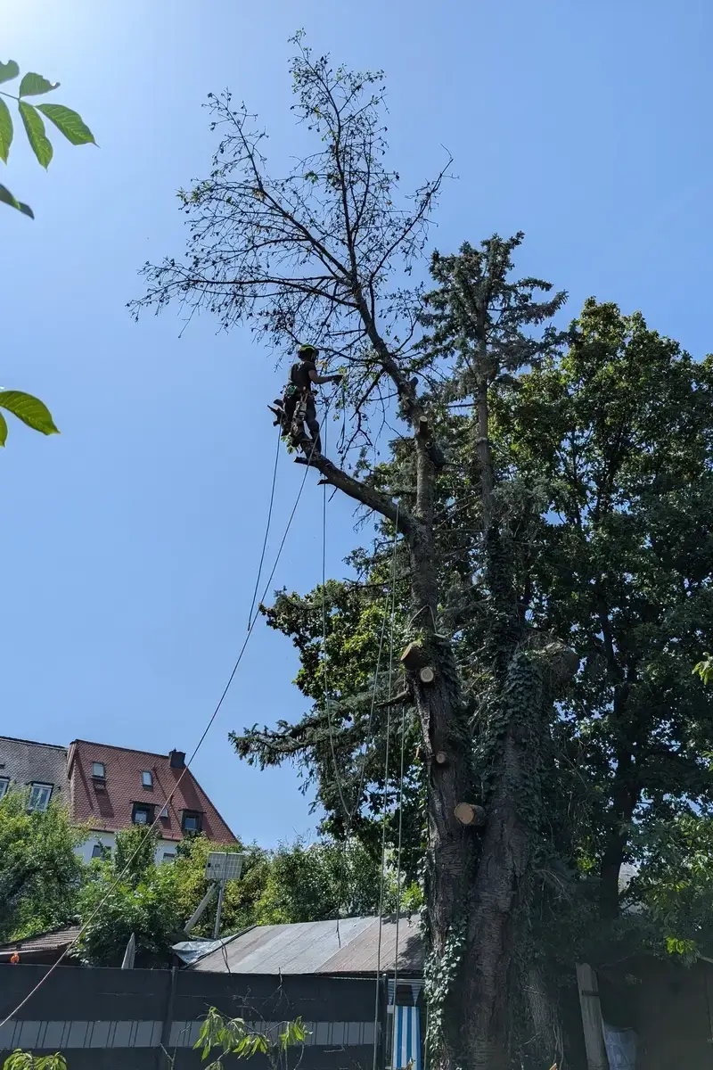 Ein Baumpfleger bei einer sicheren Baumfällung in München, positioniert in der Baumkrone mit Seilklettertechnik nahe einem Hausdach.