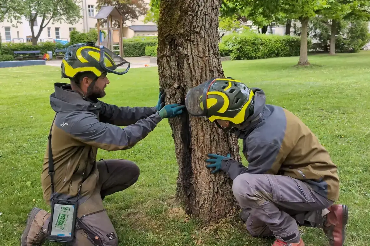 Zwei Baumkontrolleure bei einer VTA Baumkontrolle in München, die kniend einen Baumstamm untersuchen, einer davon mit einem Tablet.