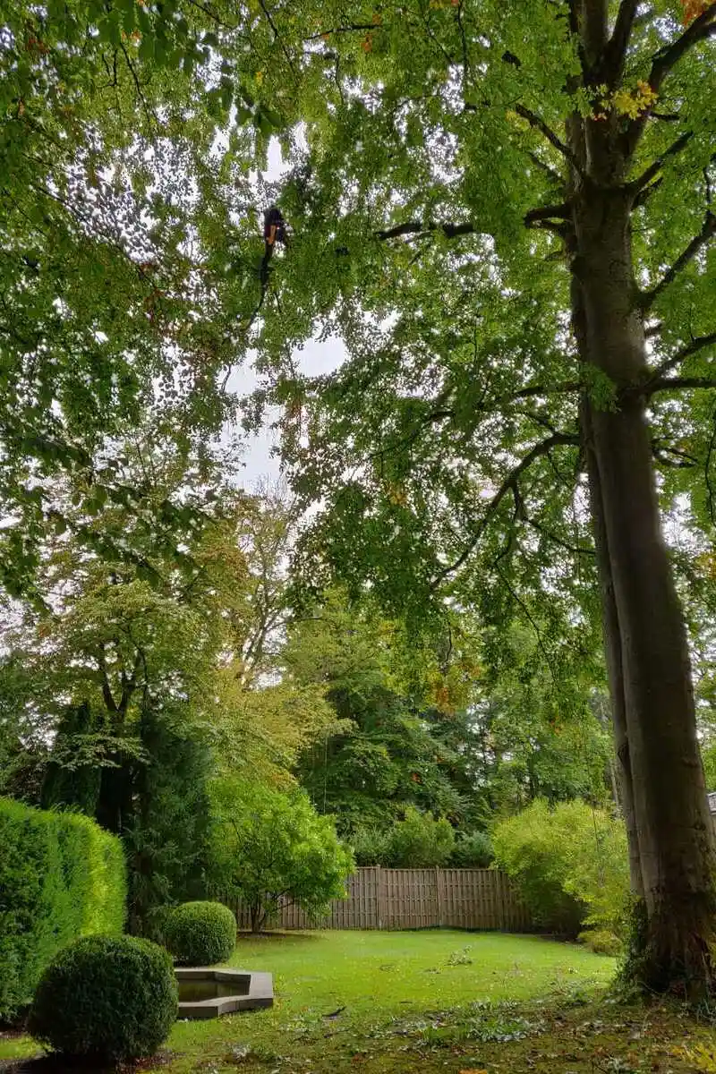 Professionelle Baumpflege in Grünwald: Planbaum-Kletterer in einem alten Baum in einem gepflegten Garten.