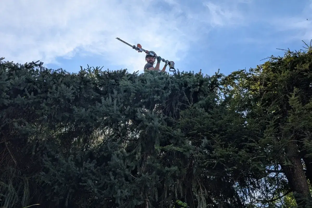 Baumpfleger von Planbaum beim präzisen Formschnitt einer sehr hohen Hecke in einem Münchner Garten.