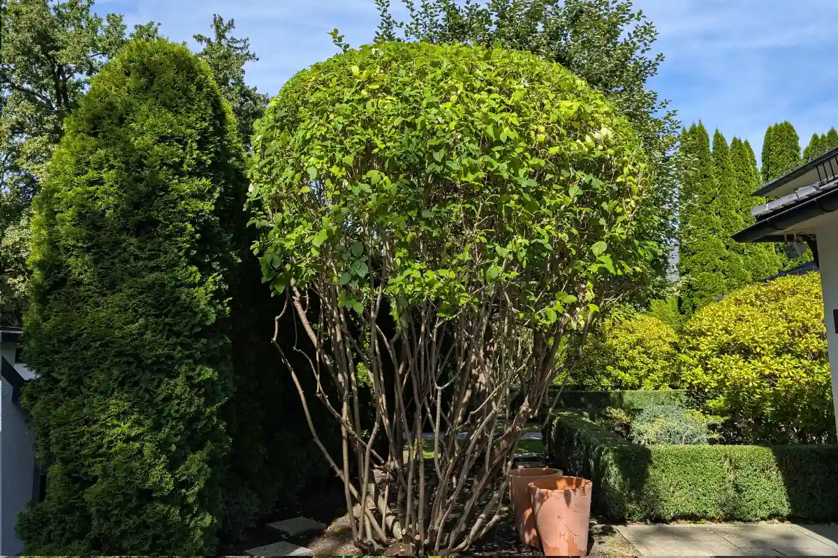 Derselbe Strauch nach dem professionellen Formschnitt durch Planbaum: präzise in eine ästhetische Kugelform geschnitten und verjüngt.