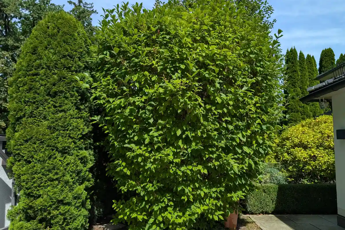 Ein großer, verwilderter und formloser Strauch in einem Garten in München vor dem professionellen Korrekturschnitt durch Planbaum.