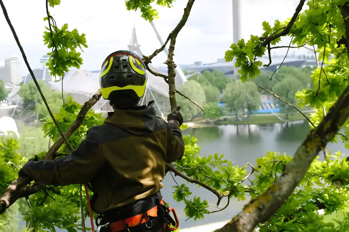 Das Planbaum-Team bei der Baumpflege im Münchner Olympiapark, professionell ausgerüstet mit Klettergurt und Helm.