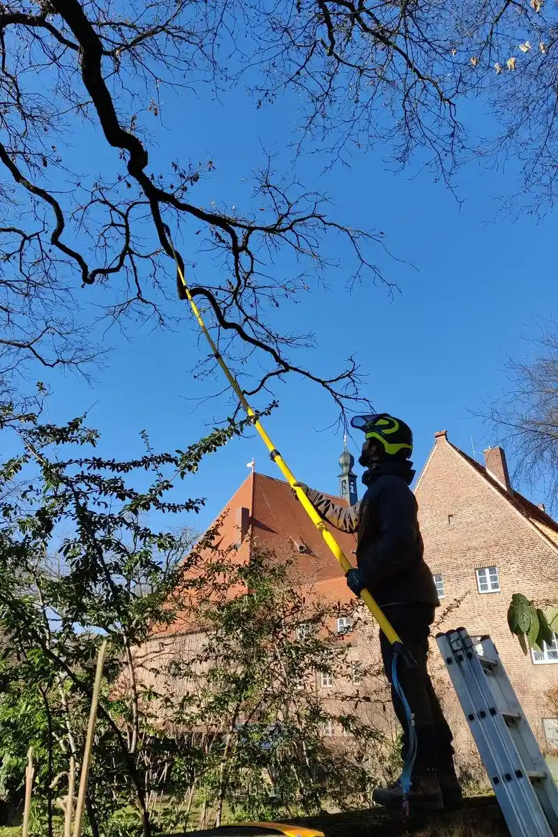 Professionelle Baumpflege in Bogenhausen: Ein Planbaum-Experte nutzt eine Teleskopsäge für den Baumschnitt vor einem repräsentativen Altbau.
