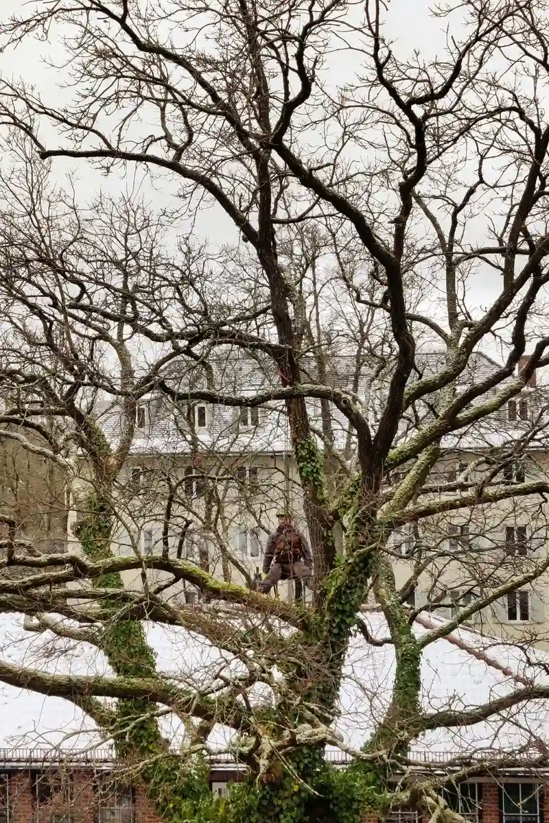 Professionelle Baumpflege in Schwabing: Ein Planbaum-Experte bei der Sicherung eines komplexen Altbaums mittels SKT in einem engen Hinterhof.