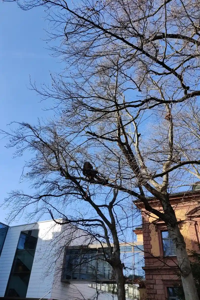 Ein Baumpfleger von Planbaum bei der Arbeit am Baum mittels Seilklettertechnik in Starnberg.